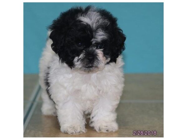 Shih Tzu/Bichon Frise DOG Female Black / White 4926 Petland Montgomery, Alabama