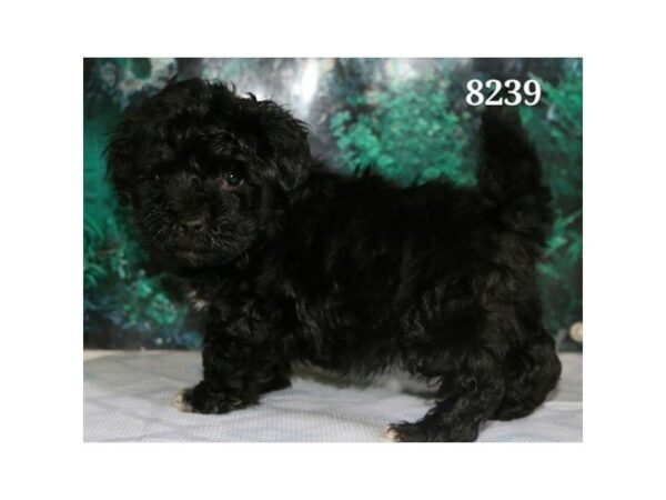 Havanese/Miniature Poodle DOG Male Black 4927 Petland Montgomery, Alabama