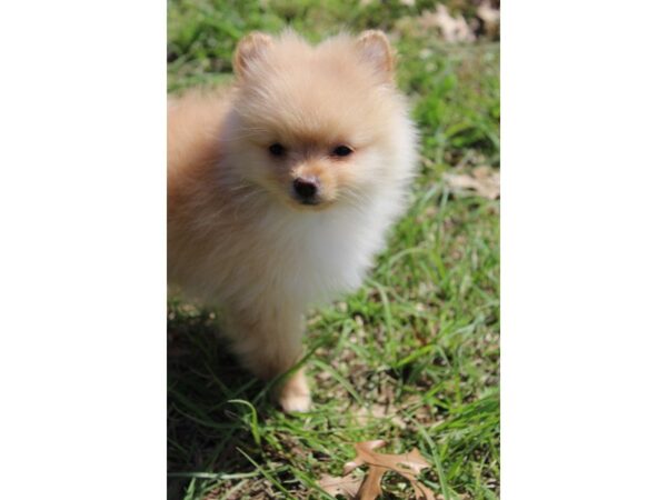 Pomeranian-DOG-Male-CREAM-4916-Petland Montgomery, Alabama