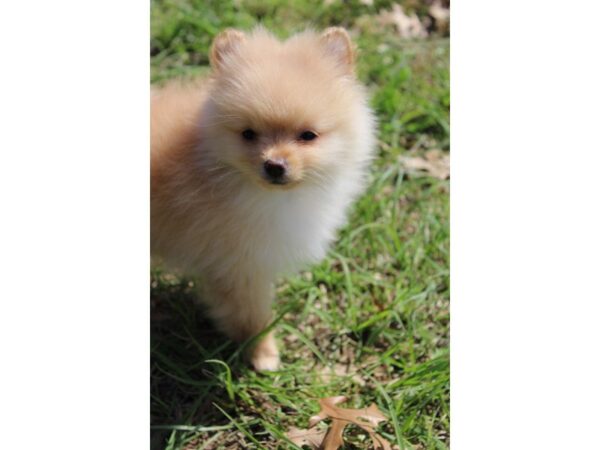 Pomeranian DOG Male CREAM 4916 Petland Montgomery, Alabama