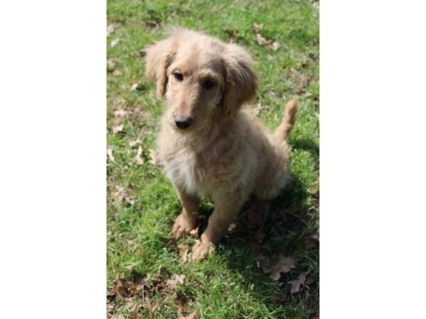 Goldendoodle 2nd Gen DOG Female Golden 4909 Petland Montgomery, Alabama