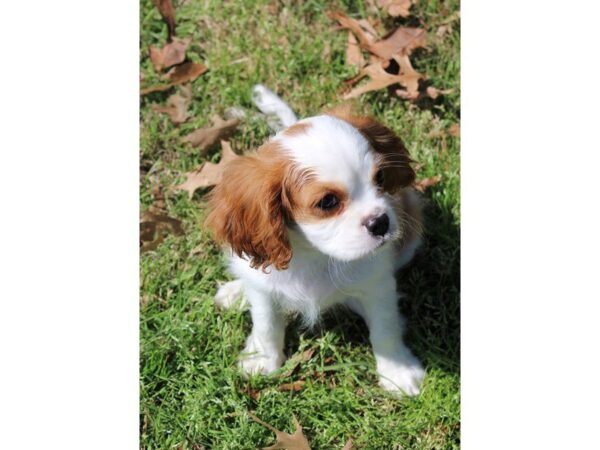 Cavalier King Charles Spaniel DOG Male Blenheim 4911 Petland Montgomery, Alabama