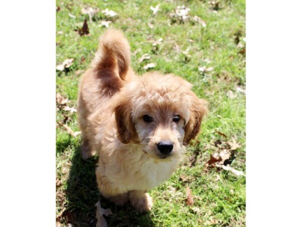 Goldendoodle Mini DOG Female Golden 4908 Petland Montgomery, Alabama