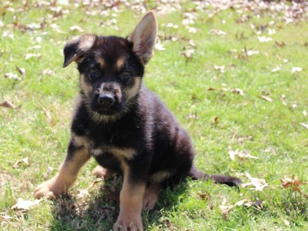 German Shepherd Dog DOG Male Black / Tan 4922 Petland Montgomery, Alabama