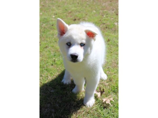 Siberian Husky DOG Male White 4921 Petland Montgomery, Alabama