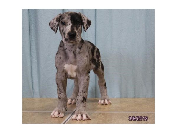 Great Dane DOG Male Merle 4928 Petland Montgomery, Alabama