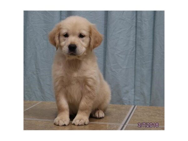 Golden Retriever DOG Female Light Golden 4932 Petland Montgomery, Alabama