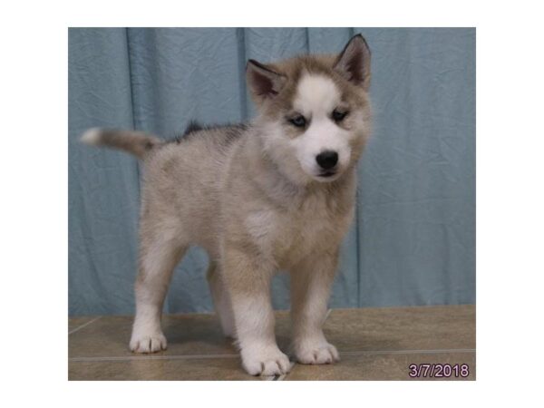 Siberian Husky DOG Female Agouti / White 4933 Petland Montgomery, Alabama