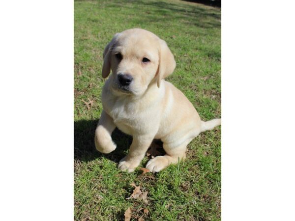 Labrador Retriever DOG Male Yellow 4918 Petland Montgomery, Alabama