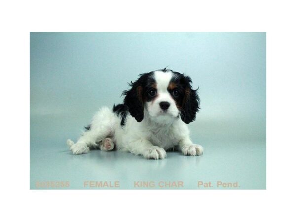 Cavalier King Charles-DOG-Female-BLK & WH:TN MKGS-4936-Petland Montgomery, Alabama