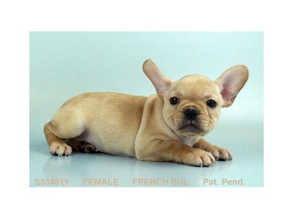 French Bulldog DOG Female CR 4937 Petland Montgomery, Alabama