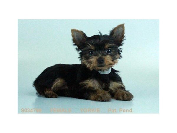 Yorkshire Terrier DOG Female BLK & TN 4939 Petland Montgomery, Alabama