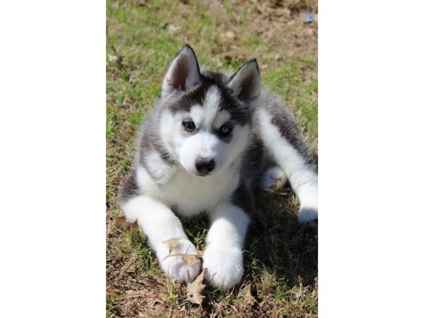 Siberian Husky DOG Male Black / White 4934 Petland Montgomery, Alabama