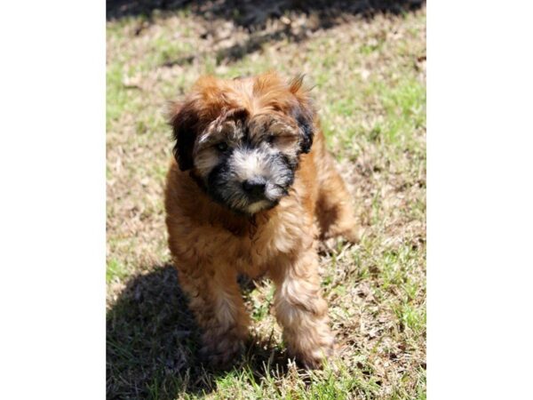 Soft Coated Wheaten Terrier DOG Male Wheaten 4935 Petland Montgomery, Alabama