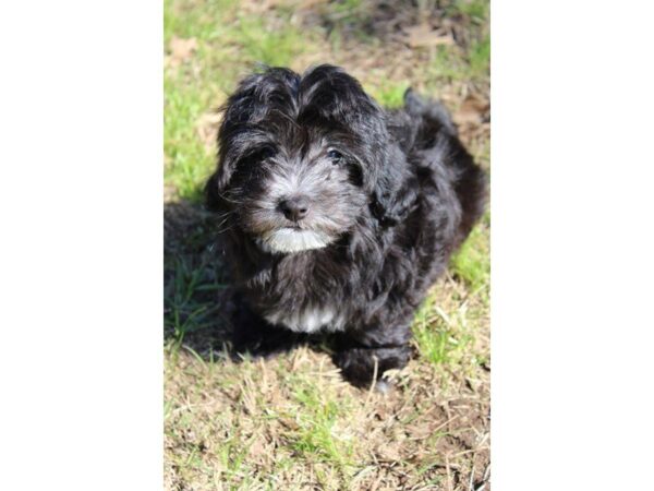 Coton De Tulear DOG Male Black 4929 Petland Montgomery, Alabama