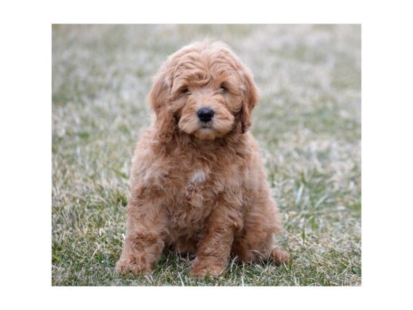 Goldendoodle Mini DOG Male Apricot 4941 Petland Montgomery, Alabama