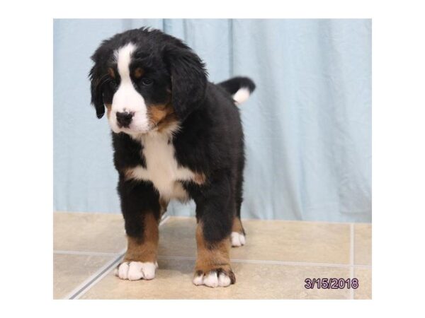 Bernese Mountain Dog DOG Female Black Rust / White 4942 Petland Montgomery, Alabama