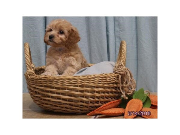 Cavachon DOG Male Ruby 4943 Petland Montgomery, Alabama