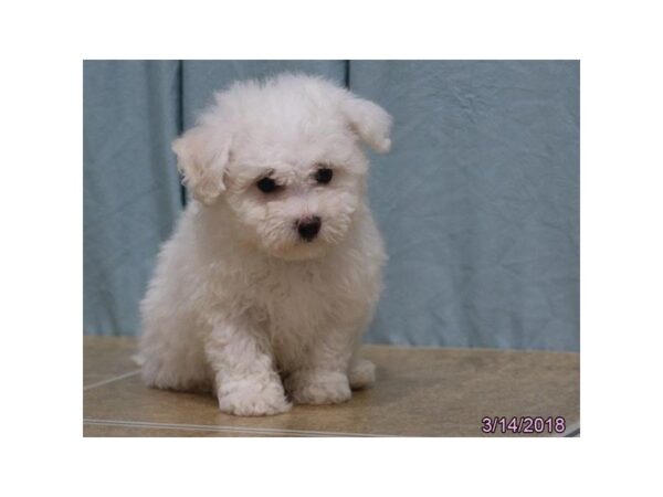 Bichon Frise DOG Male White 4945 Petland Montgomery, Alabama