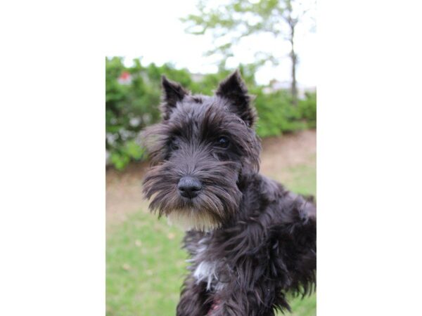 Miniature Schnauzer DOG Male Black 4915 Petland Montgomery, Alabama