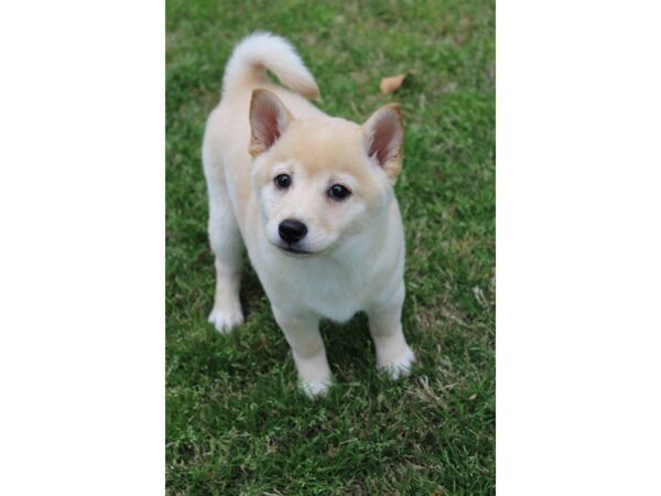 Shiba Inu DOG Female cr 4940 Petland Montgomery, Alabama