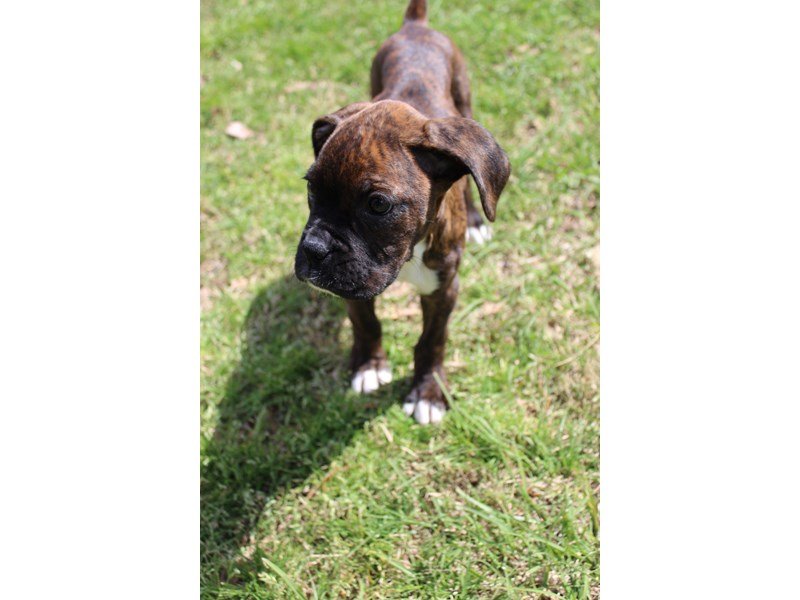Boxer Puppy BRDL ID:4947 Located at Petland Montgomery, Alabama