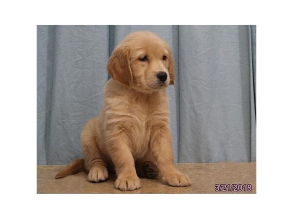 Golden Retriever DOG Female Golden 4948 Petland Montgomery, Alabama