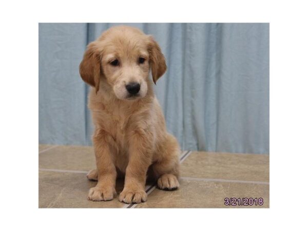 Golden Retriever DOG Male Golden 4949 Petland Montgomery, Alabama