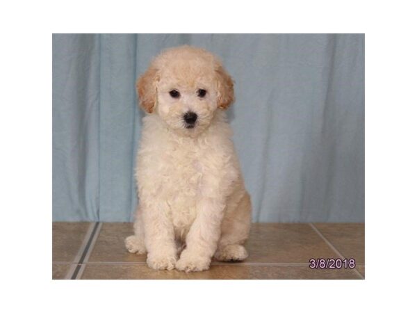 Poodle DOG Male Cream 4950 Petland Montgomery, Alabama