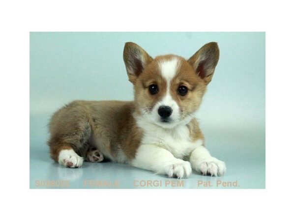 Pembroke Welsh Corgi DOG Female SBL:WH MKGS 4951 Petland Montgomery, Alabama