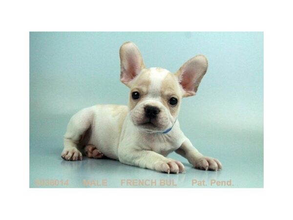 French Bulldog DOG Male CR:PBLD 4952 Petland Montgomery, Alabama