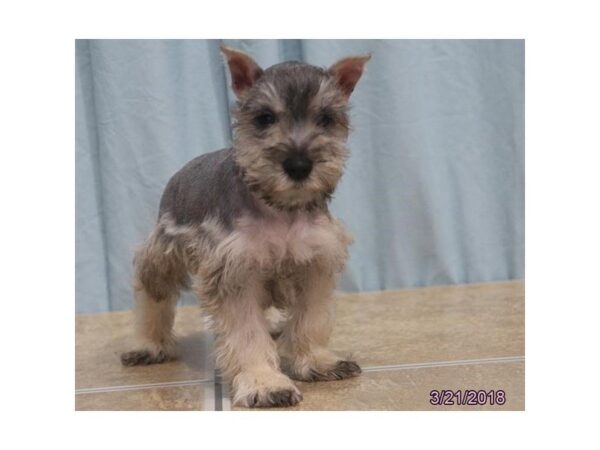 Miniature Schnauzer DOG Male Salt / Pepper 4973 Petland Montgomery, Alabama