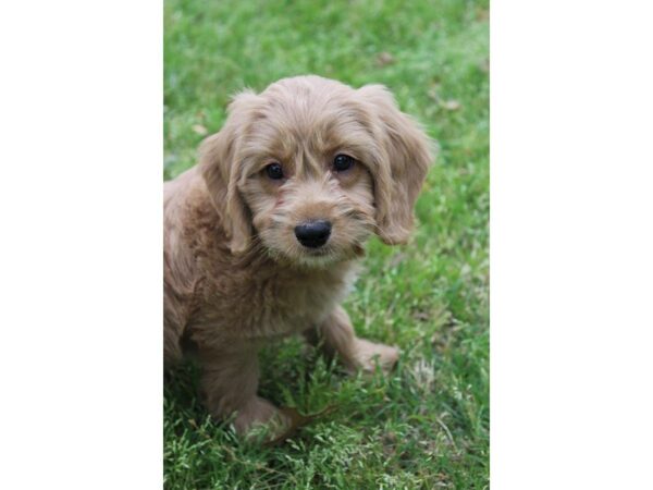 Mini Goldendoodle 2nd Gen DOG Male golden 4955 Petland Montgomery, Alabama