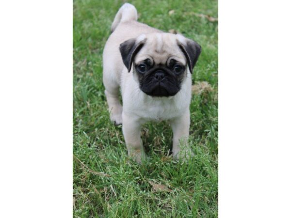 Pug DOG Male Fawn 4954 Petland Montgomery, Alabama