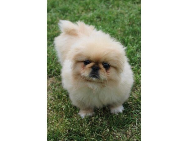 Pekingese DOG Female CR 4953 Petland Montgomery, Alabama