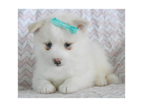 Pomsky DOG Female Cream / White 4960 Petland Montgomery, Alabama