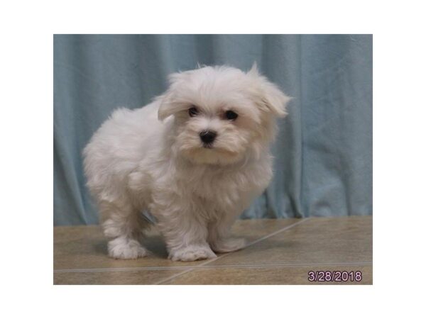 Maltese DOG Male White 4961 Petland Montgomery, Alabama