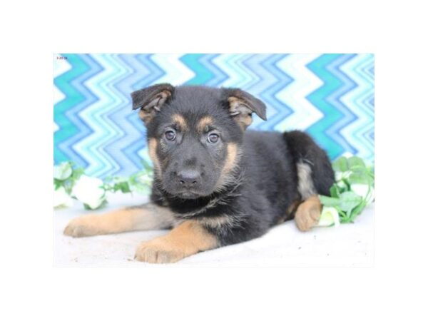 German Shepherd-DOG-Female-blk & tn-4959-Petland Montgomery, Alabama