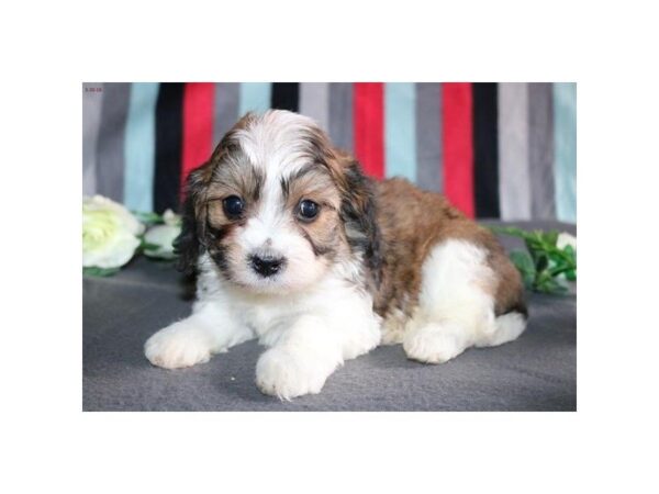 Cavachon-DOG-Male-sbl & wh-4958-Petland Montgomery, Alabama