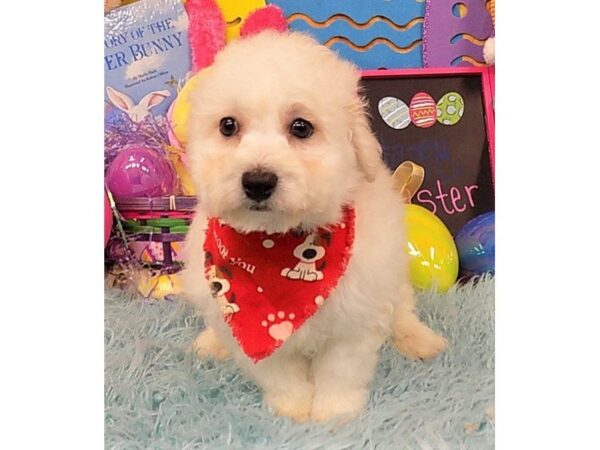 Bichon Frise DOG Male White 4962 Petland Montgomery, Alabama