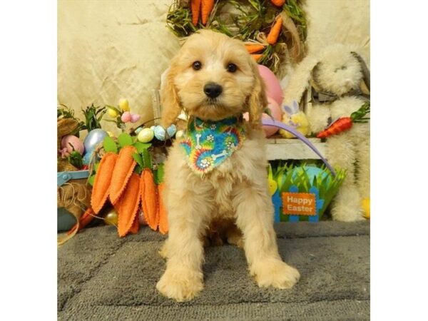 Goldendoodle Mini 2nd Gen DOG Male Cream 4963 Petland Montgomery, Alabama