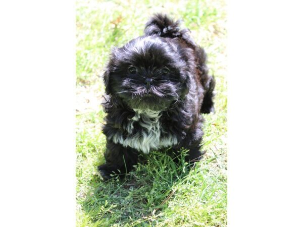 Shih Tzu DOG Male Black 4966 Petland Montgomery, Alabama