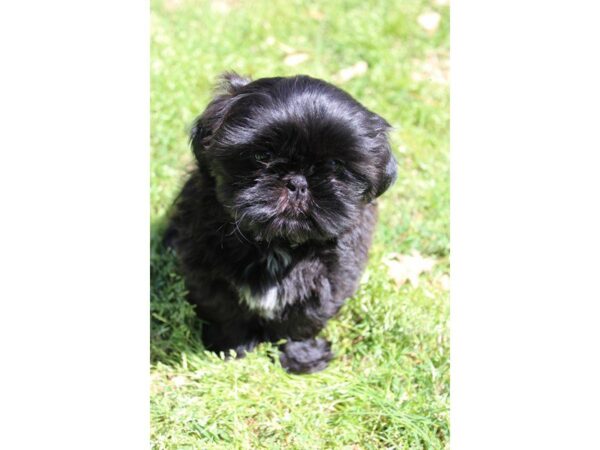 Shih Tzu DOG Female Black 4965 Petland Montgomery, Alabama