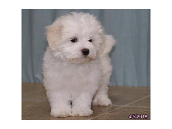 Coton De Tulear-DOG-Male-White-4970-Petland Montgomery, Alabama