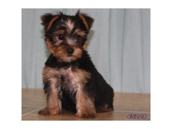 Yorkshire Terrier DOG Male Black Tan / White 4971 Petland Montgomery, Alabama