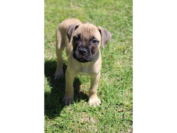 Bullmastiff-DOG-Male-Red Fawn-4967-Petland Montgomery, Alabama