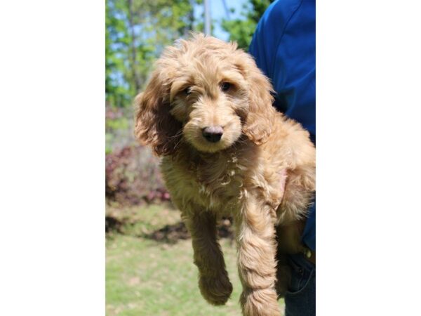 Goldendoodle DOG Female Red Golden 4968 Petland Montgomery, Alabama