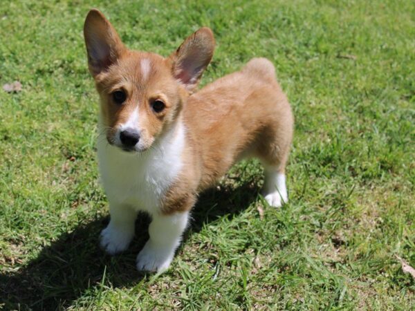 Pembroke Welsh Corgi-DOG-Male-Red / White-4969-Petland Montgomery, Alabama