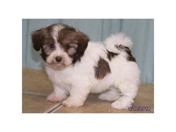 Havanese DOG Male Chocolate 4980 Petland Montgomery, Alabama