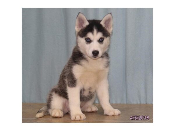 Siberian Husky DOG Female Black / White 4981 Petland Montgomery, Alabama